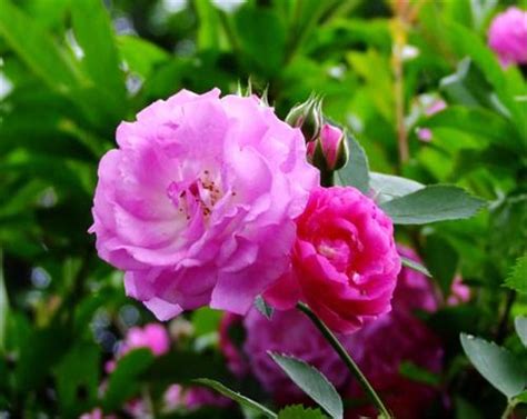 薔薇種植|薔薇花苗怎麼種植？ 5大方法教你簡單種植